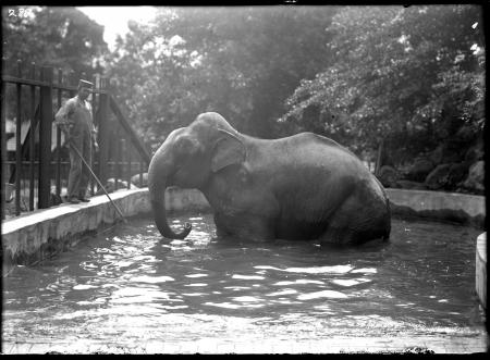 Indian Elephant "Dunk"