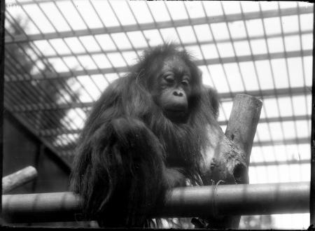 Juvenile Orangutan at the National Zoological Park