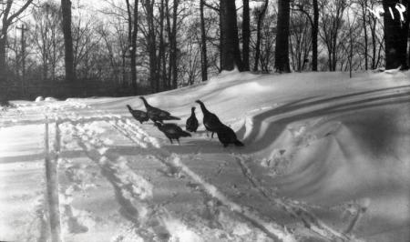 Wild Turkeys in Snow