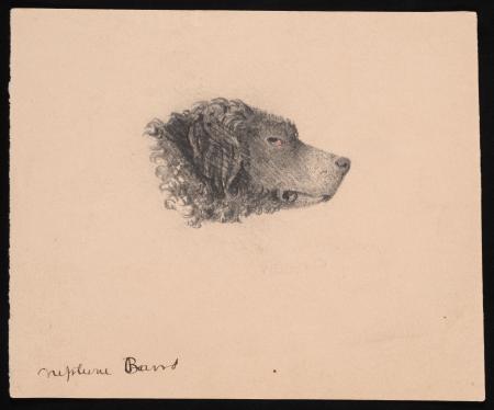 Drawing of "Neptune Baird," dog belonging to Spencer Fullerton Baird.