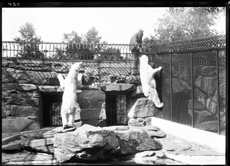 Polar Bears and Keeper at NZP