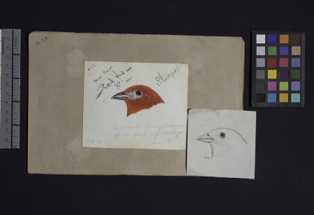 Robert Ridgway Bird Head Drawing #222: This drawing or engravings of bird heads was used in Spencer 