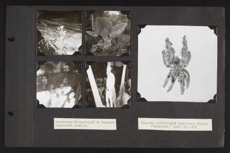 Photograph album page, black paper with five black and white photographs of plants and a spider spec