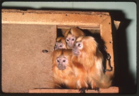 Golden lion tamarin group at National Zoological Park, November 1983, by Jessie Cohen.