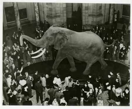 Unveiling of FeÌnykoÌˆvi Elephant at the National Museum of Natural History, March 6, 1959, SIA