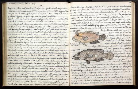 Page 68 of Donald Erdman's journal, which includes a drawing of a red and black Labrid [sic] and Epi