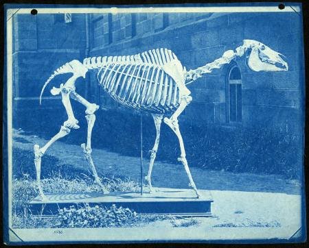 After the death of the famous racehorse Lexington in 1875, his owner donated the horse's bones to th