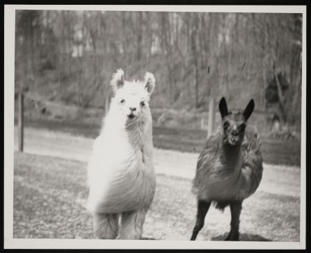 Alpaca and vicuÃ±a at National Zoological Park, circa 1910s.