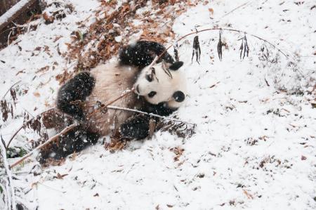 Snow Day at the Smithsonian's National Zoo, December 10, 2013. Courtesy of the National Zoo.