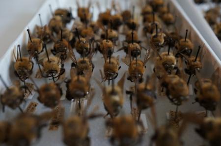 A tray of bumble bees from the National Museum of Natural History's bee collection awaits digitizati