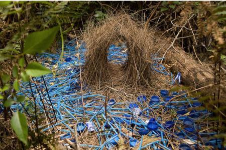 Bowerbirds design and build elaborate nests to attract mates.