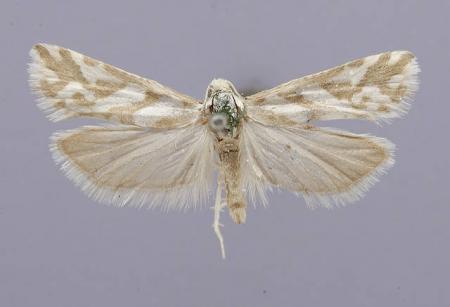 Eucosma ragonoti barnesiana Dyar, 1903, Collected by Harrison G. Dyar, National Museum of Natural Hi