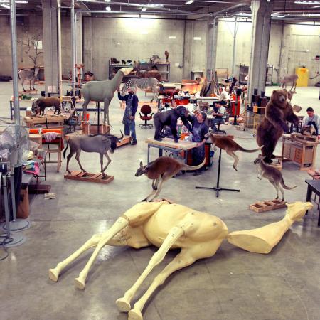 Taxidermists Prepare Specimens