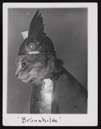 Photograph shows cat dressed in Viking helmet and shield.