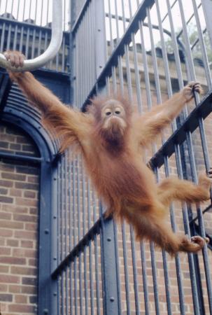 Orangutan at NZP