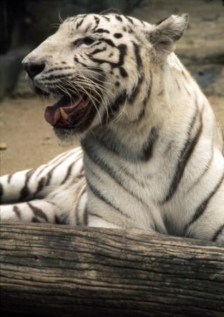 Female White Tiger, "Mohini"