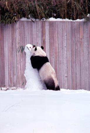 Giant Panda with Snowman