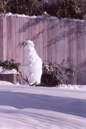 Giant Panda with Snowman 