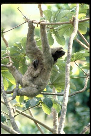Sloth and Baby Sloth, Panama