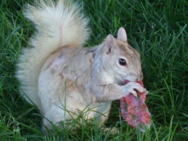 A squirrel snacks on a treat.