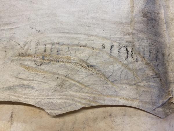 Rounded edges on a piece of parchment. Scraped paper with brown, dotted coloring. 