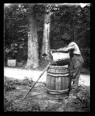 Worker collects crude gum on turpentine farm, 1880s.