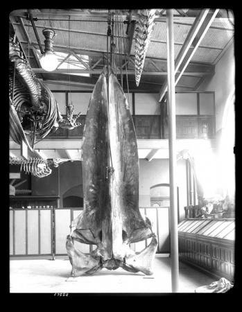 Blue Whale Skull