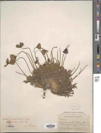 Plant specimen with a large root secured onto paper. 