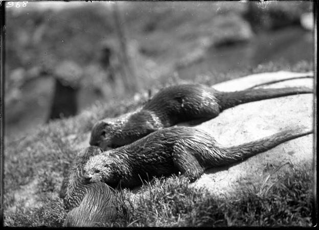 Two wet otter on a rock. 