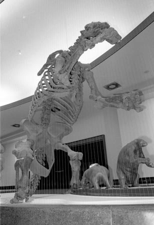 Giant Sloth Skeleton