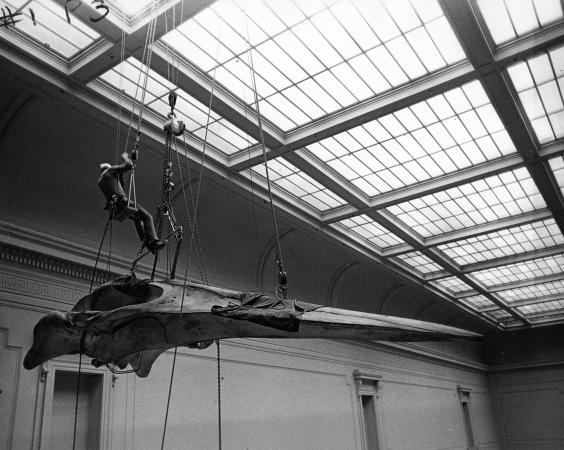 A workman is suspended from a ceiling with rigging as he is installing a huge blue whale skull.