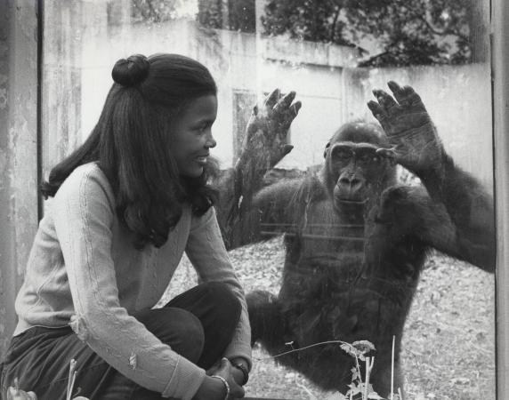 Lisa Stevens and a gorilla looking at each other through glass.
