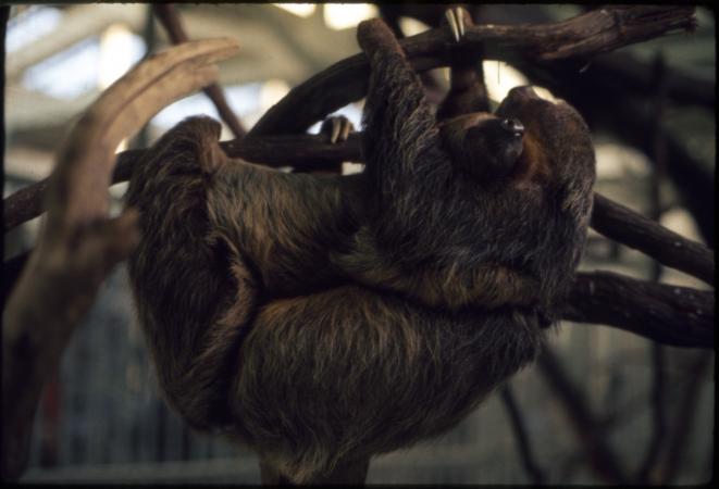 Mother and baby two-toed sloths hanging from a branch within a Zoo enclosure. 