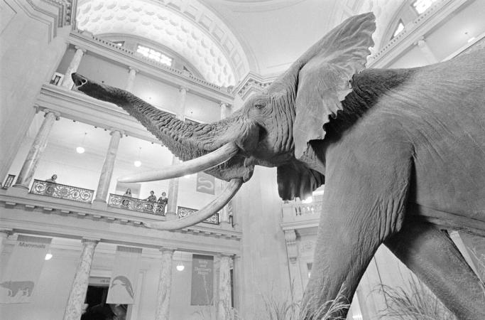 Shot of a large elephant, captured from the ground looking up toward the trunk of the specimen.