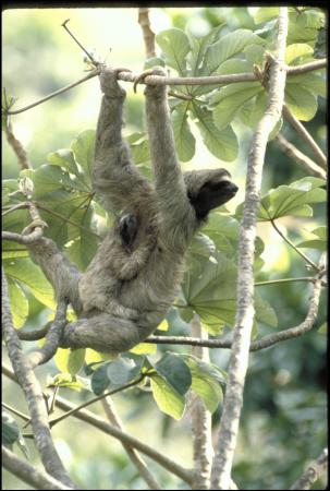 Color image of three-toed mother sloth hanging from multiple tree branches with a baby sloth hanging