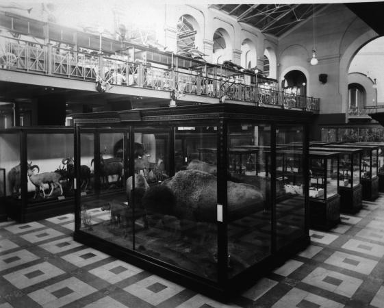 Interior of the Arts and Industries Building, Bison are mounted in the closest exhibit case in a roo