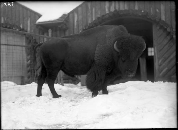 An American bison stands in the snow. It looks toward the camera. 