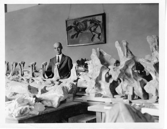 A man sits at a desk on which large bones sit. An animal skeleton is hanging on the wall. 