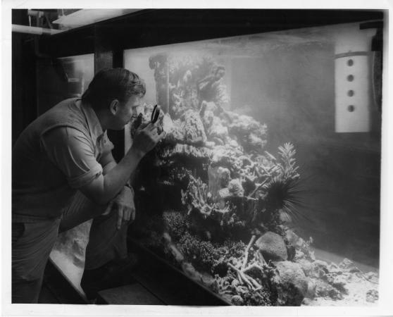 Adey holds a magnifying glass to a tank of coral. 