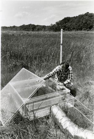 Black and white photograph of a male scientist outside in a field of marsh grass checking samples in