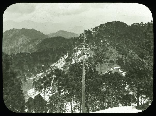 View of a snow-topped mountain. At the center of the photographs is a tree with trimmed branches and