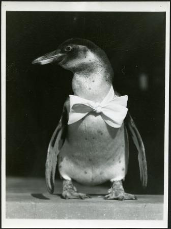 A penguin wearing a bowtie looks to its right. 