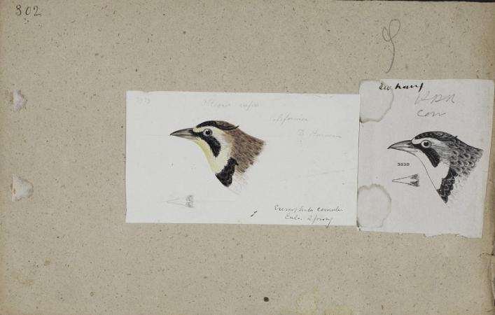 Drawing of the head of a horned lark. Colorful sketch of a bird head next to a sketch of the same he