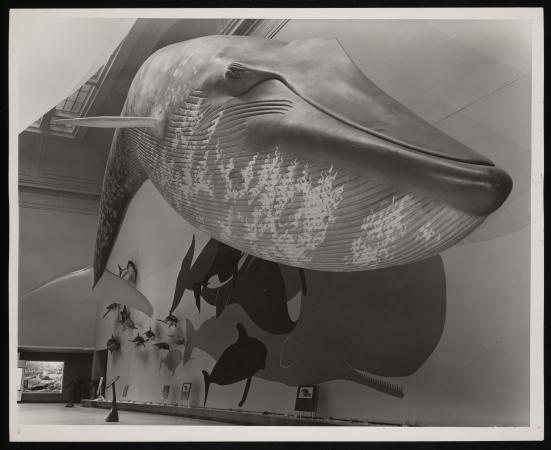 A whale model hangs from the ceiling in an exhibit hall.