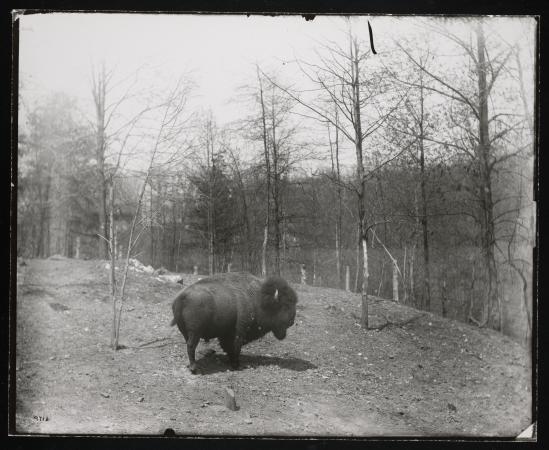 An American bison pictured in a field with tall, thin trees in the background. 