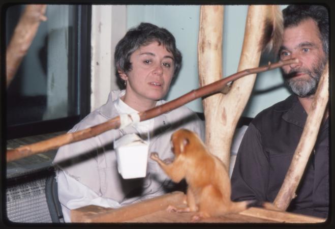 A man and woman watch a small, orange monkey on a branch indoors. A carton of food is hanging on a b