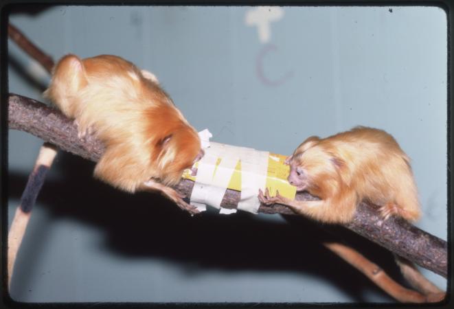 Image of two small, orange monkeys on a branch. 