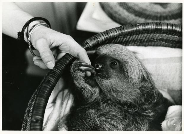 Black and white photograph of a baby two-toed sloth in a basket holding the finger of its caretaker.