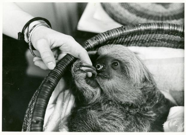 A sloth in a basket holds a woman's finger.