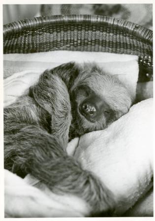 A sloth sleeps in a basket.